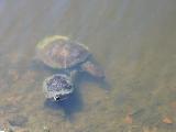 Number Four (Freshwater Turtles)
